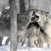Волчица животное. Волк: частная жизнь. Детеныши волка – рождение щенков. Как стая воспитывает волчат